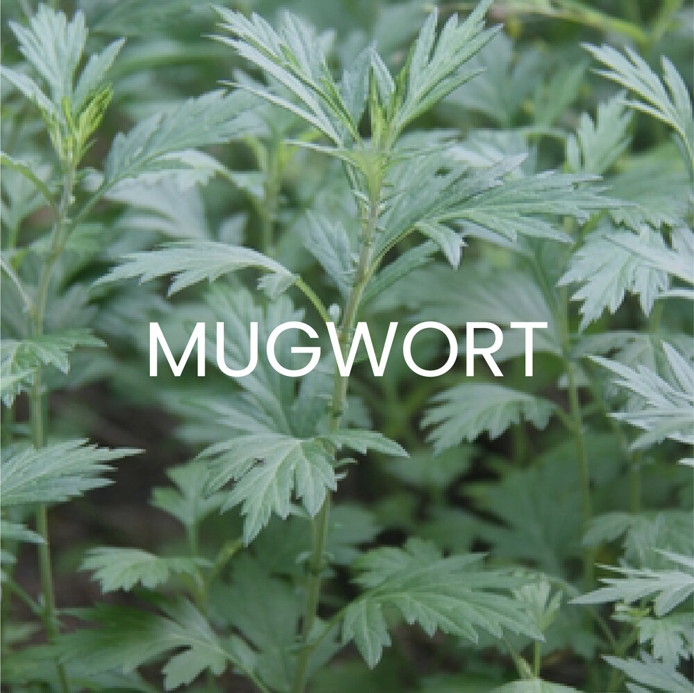 Mugwort Extract Mugwort Extract