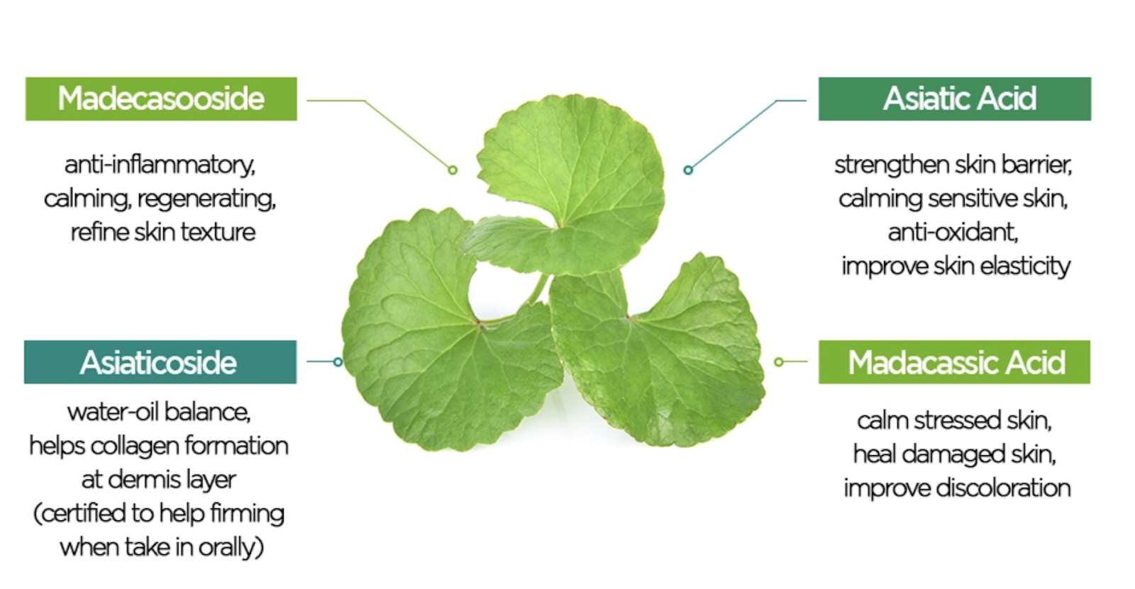Centella Asiatica Extract