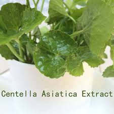 Centella Asiatica Extract Centella Asiatica Extract