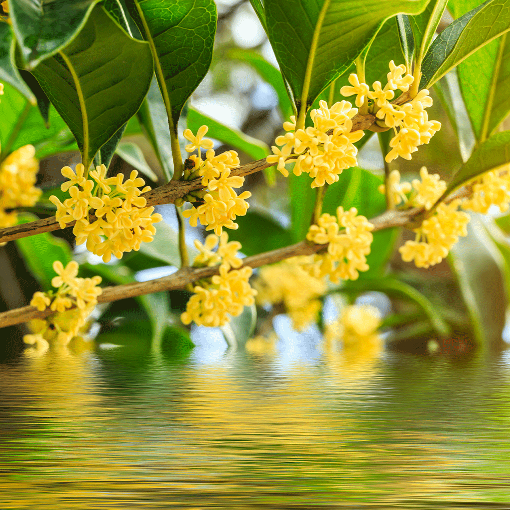 12881-flowering-osmanthus-fragrance