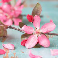Sakura Fragrance Oil Sakura Fragrance Oil